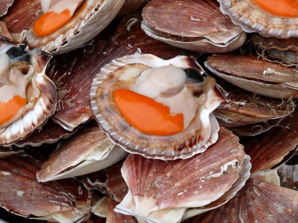 noix de Saint Jacques