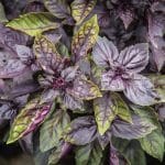 Basilic pourpre