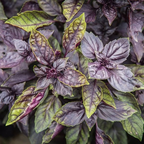 Basilic pourpre