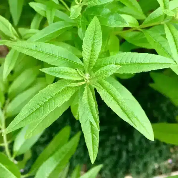 verveine