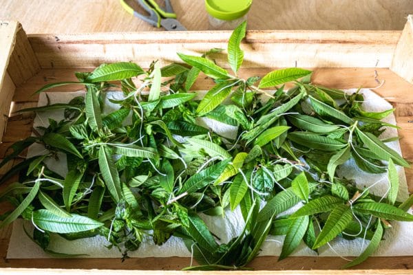 verveine