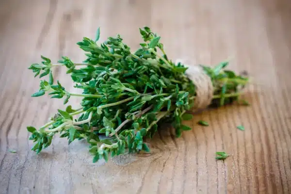 Tout savoir sur le thym Tout savoir sur le thym