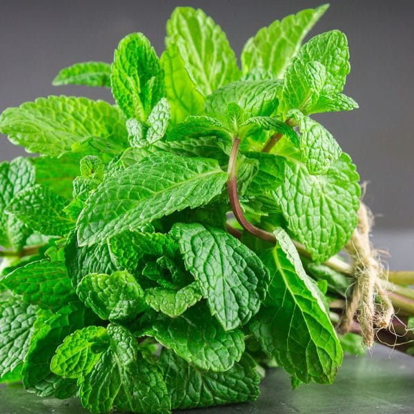 la menthe la menthe