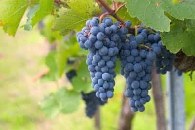 Le merlot Le merlot