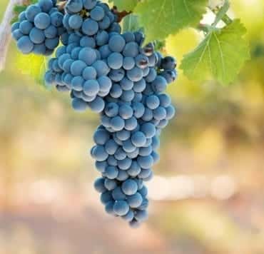 Le syrah Le syrah
