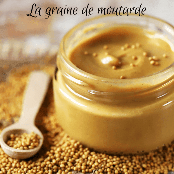 La graine de moutarde La graine de moutarde