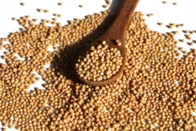 Zoom sur les graines de moutarde graines de moutarde