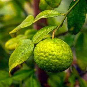 Zoom sur la feuille de kaffir Zoom sur la feuille de kaffir