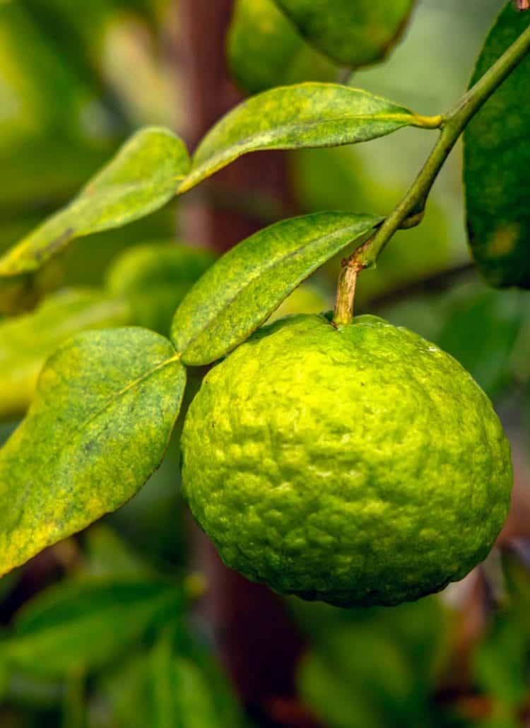 lime kaffir