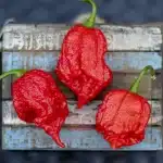 Le 7 Pot Primo