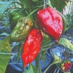 Le Dorset Naga