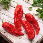 Bhut Jolokia: