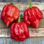 Trinidad Scorpion Butch T