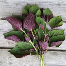 feuilles de shiso
