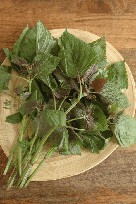 feuilles de shiso feuilles de shiso