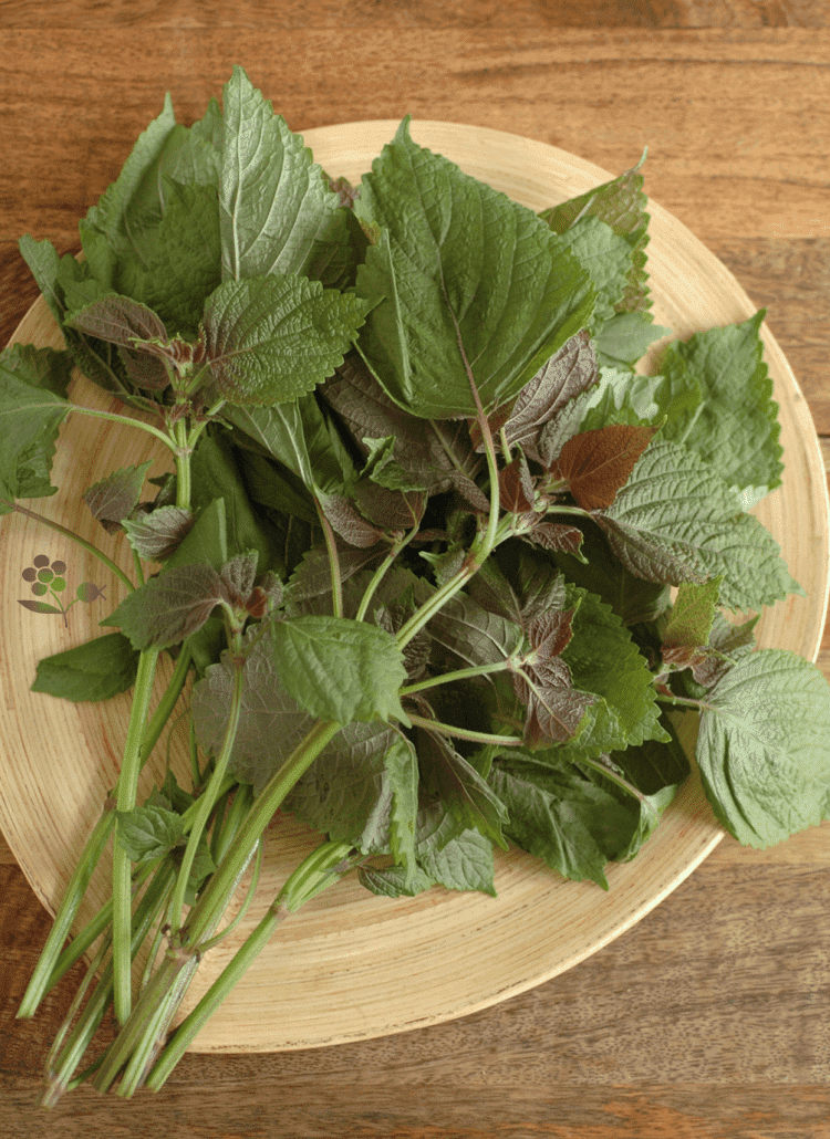 Zoom sur les feuilles de shiso