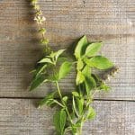basilic citron