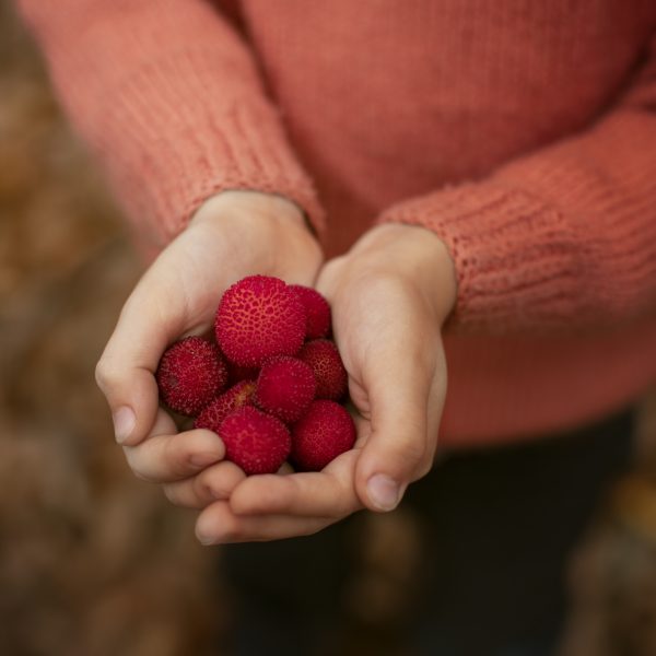 framboises framboises