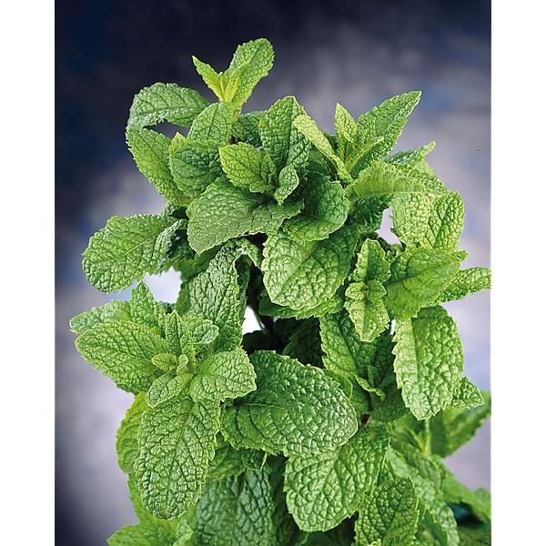 menthe poivree menthe poivree