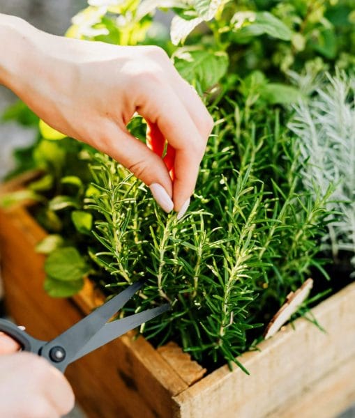 herbes aromatiques herbes aromatiques