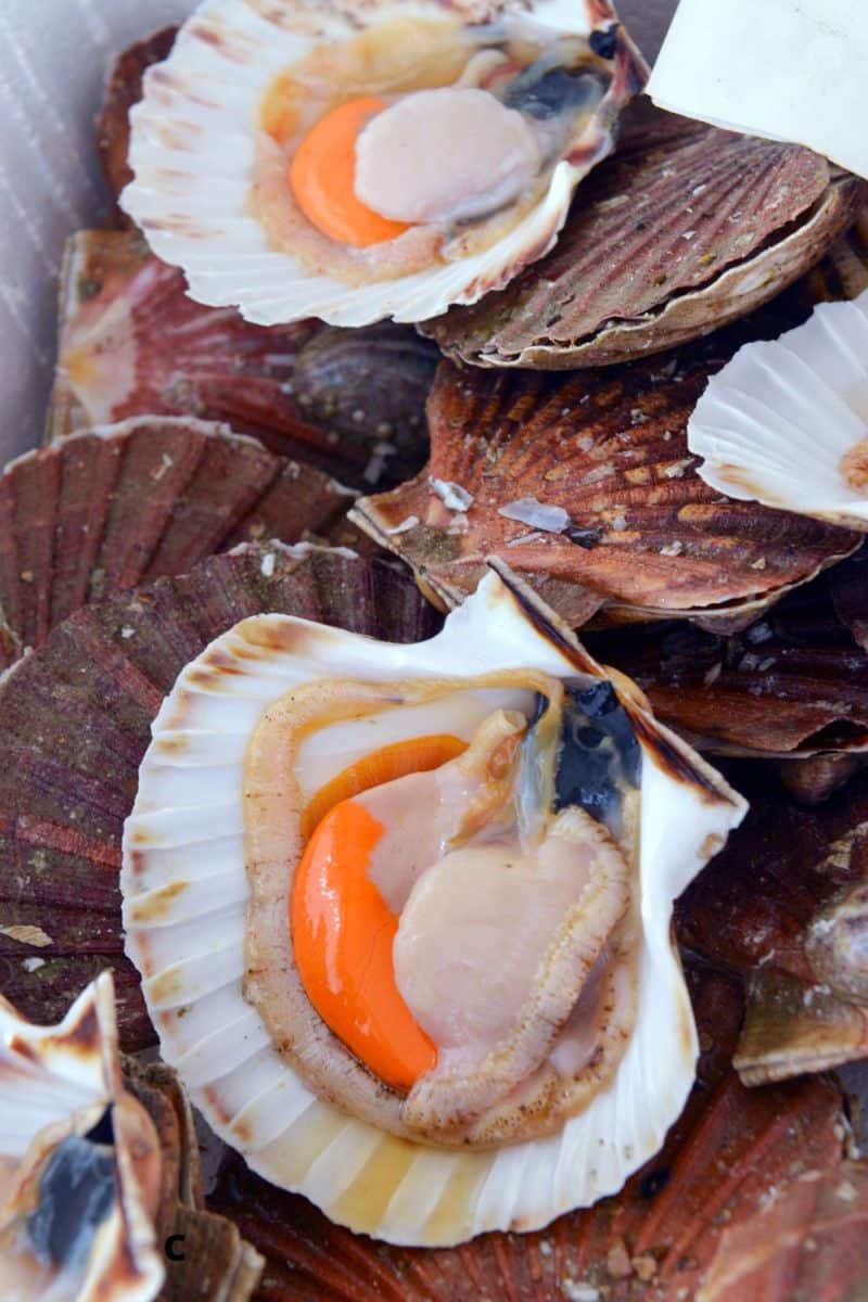 Coquilles de Saint Jacques