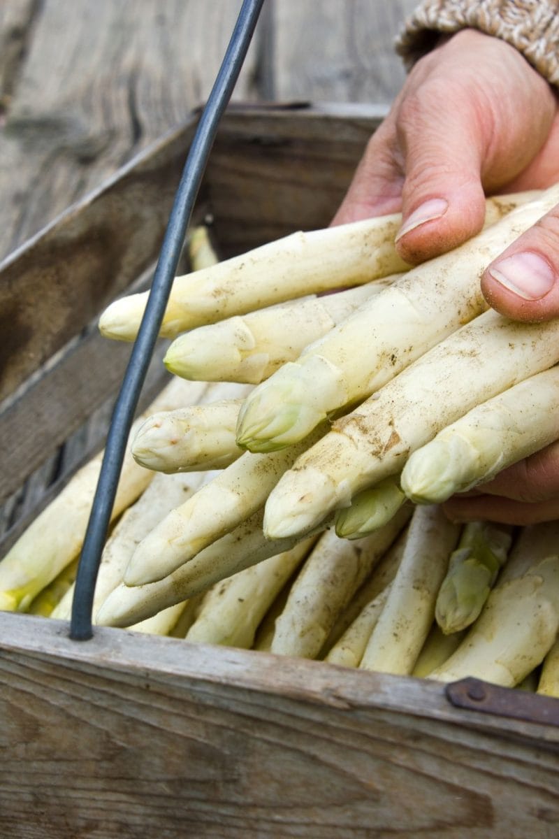 asperges blanches asperges blanches