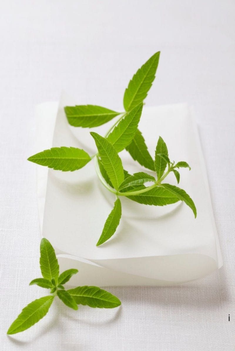 verveine verveine