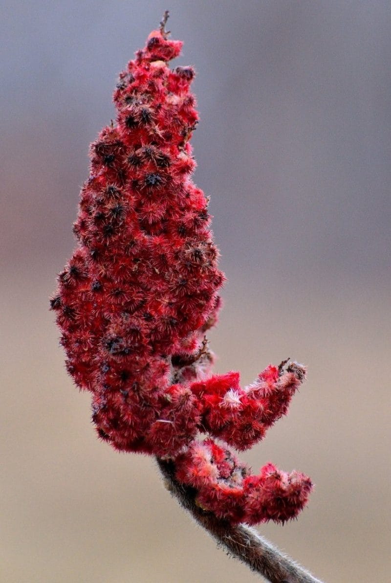 Le sumac