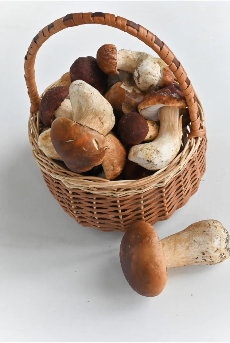 cèpes